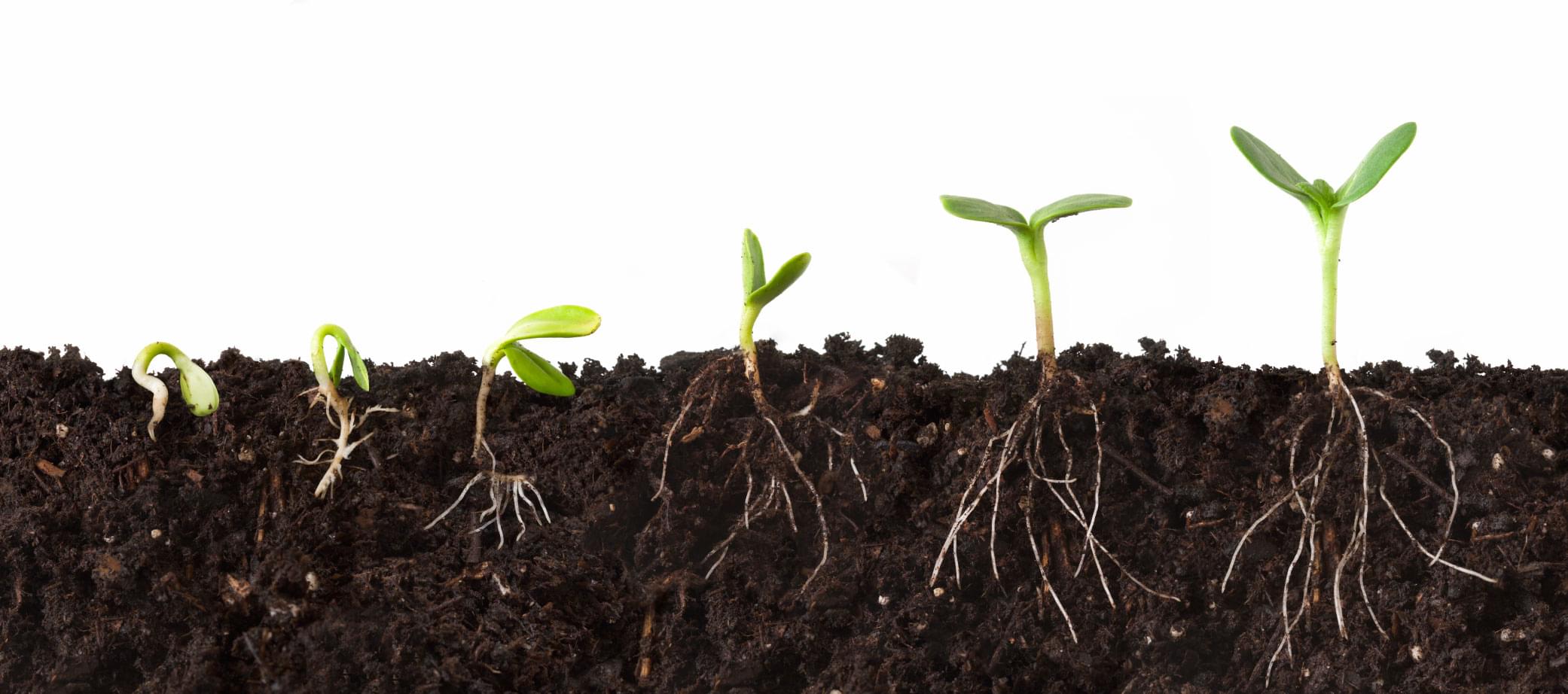 Multiple iterations as a plant grows roots to illustrate start-up foundational decisions